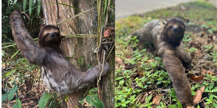Bicho-preguiça recebe ajuda da Polícia Ambiental para atravessar a BR-101 - Foto: Policia Ambiental
