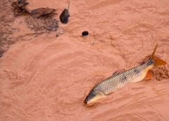 Samarco e Vale são multadas em mais de R$ 1,8 bilhão - Foto: Leonardo Merçon/Instituto Últimos Refúgios/Divulgação