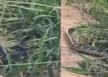 Cobra aparece em terreno baldio e assusta moradores de Linhares - Montagem Colatina em Ação