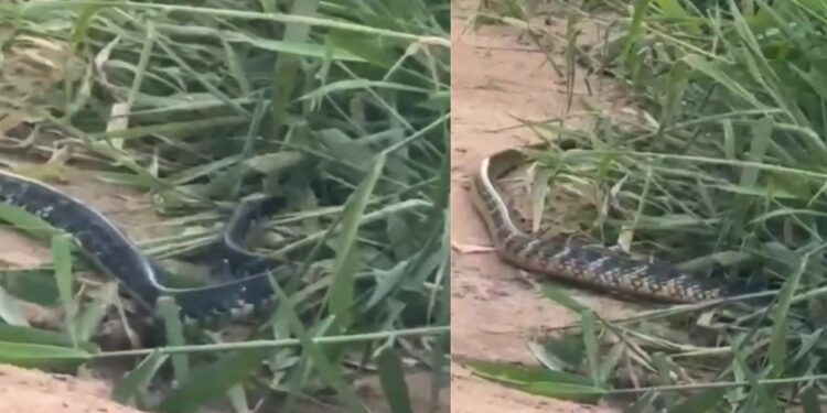 Cobra aparece em terreno baldio e assusta moradores de Linhares - Montagem Colatina em Ação