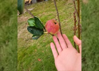 Produtora de Paul de Graça Aranha colhe primeira maçã - Foto: Divulgação