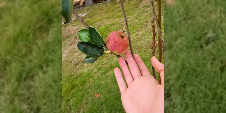 Produtora de Paul de Graça Aranha colhe primeira maçã - Foto: Divulgação