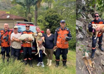 Bombeiros salvam cachorras presas em paredão de 60m no Sul do ES - Foto: Bombeiros/ES