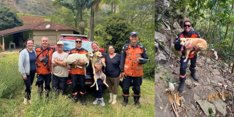 Bombeiros salvam cachorras presas em paredão de 60m no Sul do ES - Foto: Bombeiros/ES