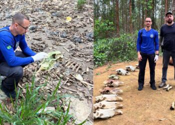 PC localiza cemitério de animais em área rural de Aracruz - Foto: PCES