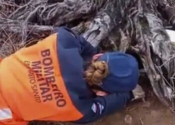 Gato-do-Mato: Filhote Resgatado em Baixo Guandu pelo Corpo de Bombeiros - Foto: Reprodução