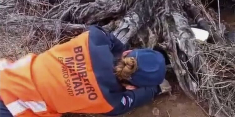 Gato-do-Mato: Filhote Resgatado em Baixo Guandu pelo Corpo de Bombeiros - Foto: Reprodução