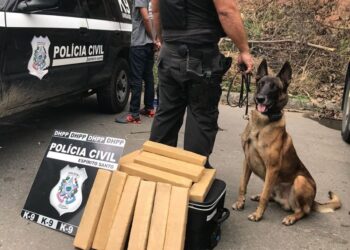 Zack, o cão que ajudou a combater o tráfico no ES, morre aos 14 anos - Foto: PCES