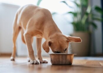 Pets veganos? Especialista alerta para cuidados essenciais - Foto: Istock