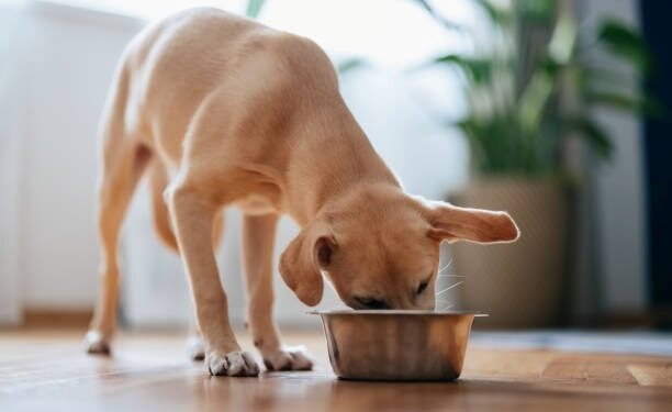 Pets veganos? Especialista alerta para cuidados essenciais - Foto: Istock