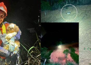 Resgate de cão mobiliza bombeiros em Colatina - Foto: Bombeiros Colatina