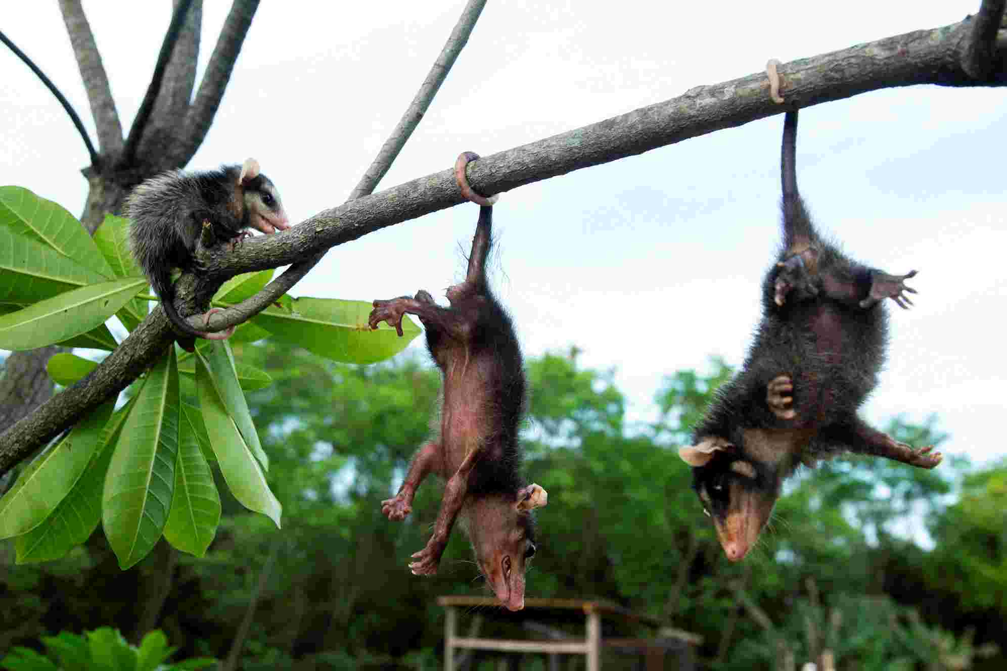 Projeto sobre marsupiais é contemplado em edital do Sicoob - Foto: Divulgação