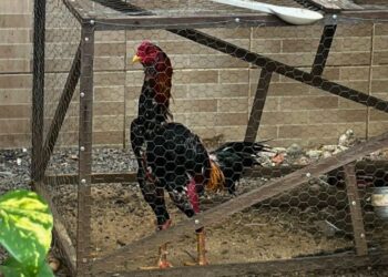 PC fecha rinha de galos e apreende 37 aves na Grande Vitória - Foto: PCES