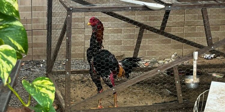 PC fecha rinha de galos e apreende 37 aves na Grande Vitória - Foto: PCES