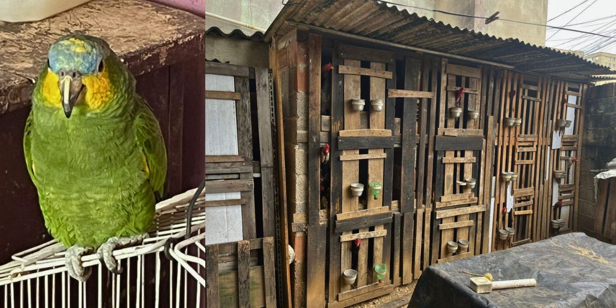 PC fecha rinha de galos e apreende 37 aves na Grande Vitória - Foto: PCES