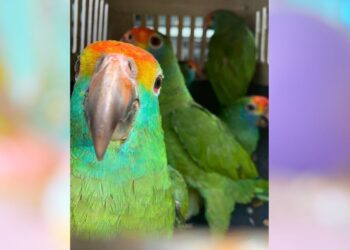 Adoção e compra legal de animais silvestres e exóticos no ES, saiba como proceder - Foto: Iema