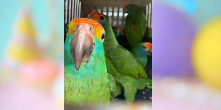 Adoção e compra legal de animais silvestres e exóticos no ES, saiba como proceder - Foto: Iema