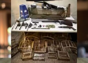 Polícia apreende armas e animais no Sul do ES - Foto: Reprodução