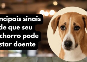 Principais sinais de que seu cachorro pode estar doente - Imagem: Reprodução