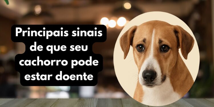 Principais sinais de que seu cachorro pode estar doente - Imagem: Reprodução