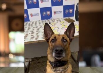 PM apreende grande quantidade de drogas em Colatina - Imagem: PMES