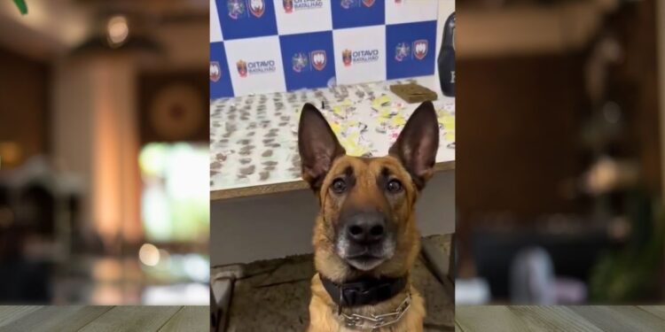 PM apreende grande quantidade de drogas em Colatina - Imagem: PMES