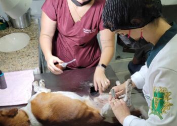 Colatina inicia primeira etapa de castrações gratuitas pelo Programa PetVida - Foto: Reprodução