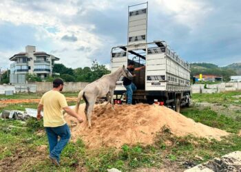 Resgate de cavalos em Colatina após maus-tratos - Foto: Secom/PMC