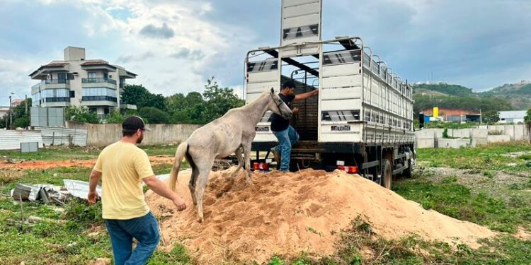 Resgate de cavalos em Colatina após maus-tratos - Foto: Secom/PMC