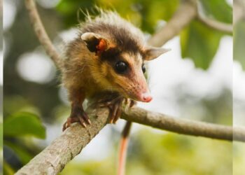 Projeto sobre marsupiais é contemplado em edital do Sicoob - Foto: Divulgação