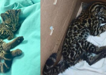 Jaguatirica debilitada é resgatada em São Gabriel da Palha - Foto: `Polícia Ambiental