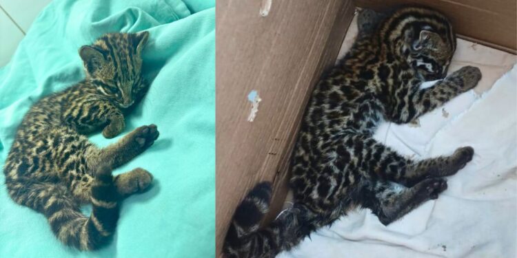 Jaguatirica debilitada é resgatada em São Gabriel da Palha - Foto: `Polícia Ambiental