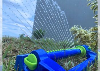 Regar x Molhar: entenda a diferença e cuide melhor das suas plantas - Foto: Divulgação