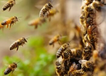 Ataque de abelhas em Diamantina mata homem e deixa capixabas internados - Foto: Reprodução