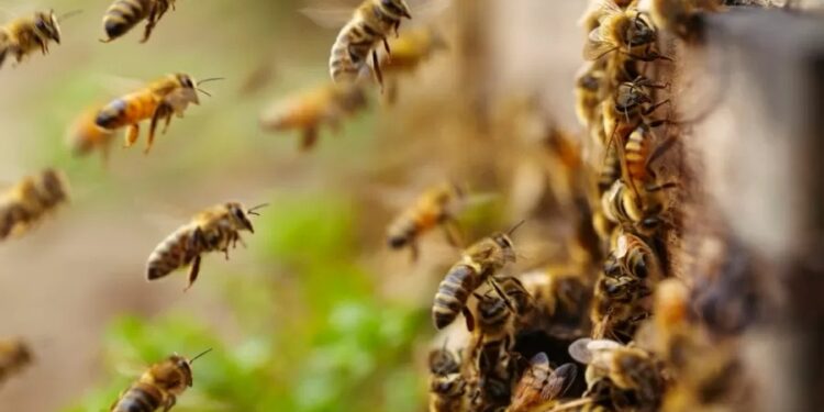 Ataque de abelhas em Diamantina mata homem e deixa capixabas internados - Foto: Reprodução