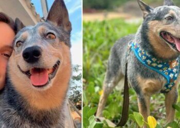 O cachorro Chopp sobreviveu ao acidente que matou a engenheira Mariani Gambarini Vassoler. Foto: Instagram/@marianivassoler