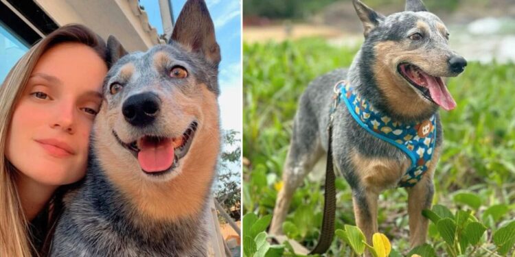 O cachorro Chopp sobreviveu ao acidente que matou a engenheira Mariani Gambarini Vassoler. Foto: Instagram/@marianivassoler