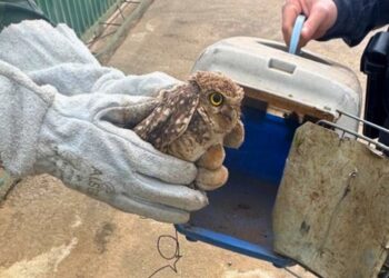 Santa Teresa: Coruja-buraqueira ferida é resgatada pela Polícia Ambiental - Foto: Polícia Ambiental