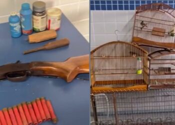 Caça ilegal em Santa Maria de Jetibá resulta em apreensão de armas e aves - Foto: Montagem Colatina em Ação