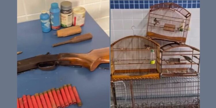 Caça ilegal em Santa Maria de Jetibá resulta em apreensão de armas e aves - Foto: Montagem Colatina em Ação