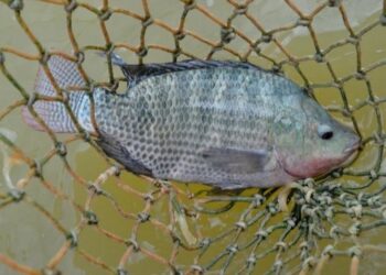 Aquicultura Capixaba Bate Recorde: Tilápia Impulsiona Crescimento de 73% - Foto: Seag