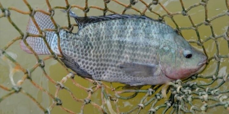 Aquicultura Capixaba Bate Recorde: Tilápia Impulsiona Crescimento de 73% - Foto: Seag