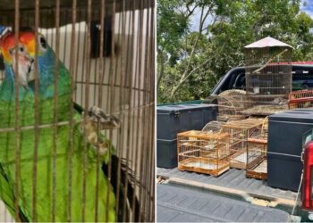 Ave rara é resgatada em Itarana durante apreensão de aves silvestres - Fotos: Polícia Ambiental