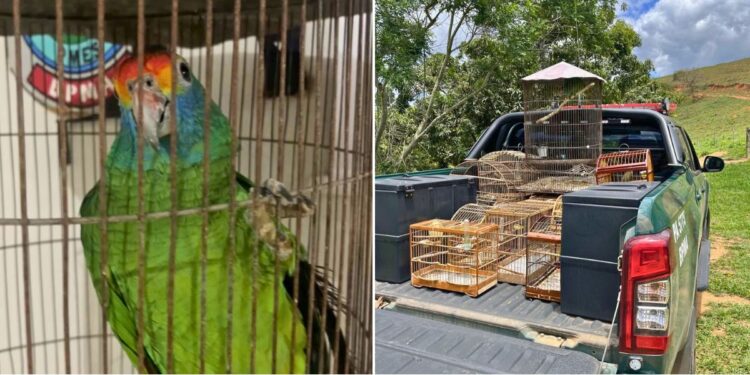 Ave rara é resgatada em Itarana durante apreensão de aves silvestres - Fotos: Polícia Ambiental
