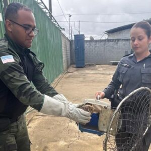 Santa Teresa: Coruja-buraqueira ferida é resgatada pela Polícia Ambiental - Foto: Polícia Ambiental