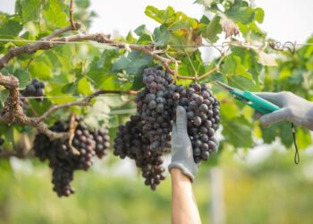 Viticultura capixaba cresce e se diversifica pelo ES - Foto: Seag