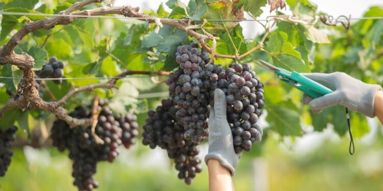 Viticultura capixaba cresce e se diversifica pelo ES - Foto: Seag