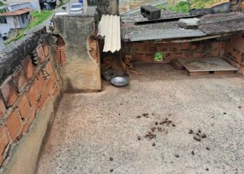 Cão é resgatado por maus-tratos e mulher é presa em Viana - Foto: Sesp