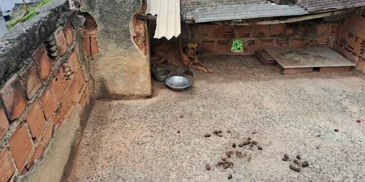 Cão é resgatado por maus-tratos e mulher é presa em Viana - Foto: Sesp