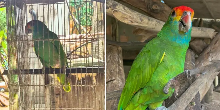À esquerda, animal apreendido no ES. À direita, imagem mais nítida sobre os detalhes da espécie de papagaio-chauá Crédito: Montagem: PM Ambiental do ES | Ascom IMA/AL